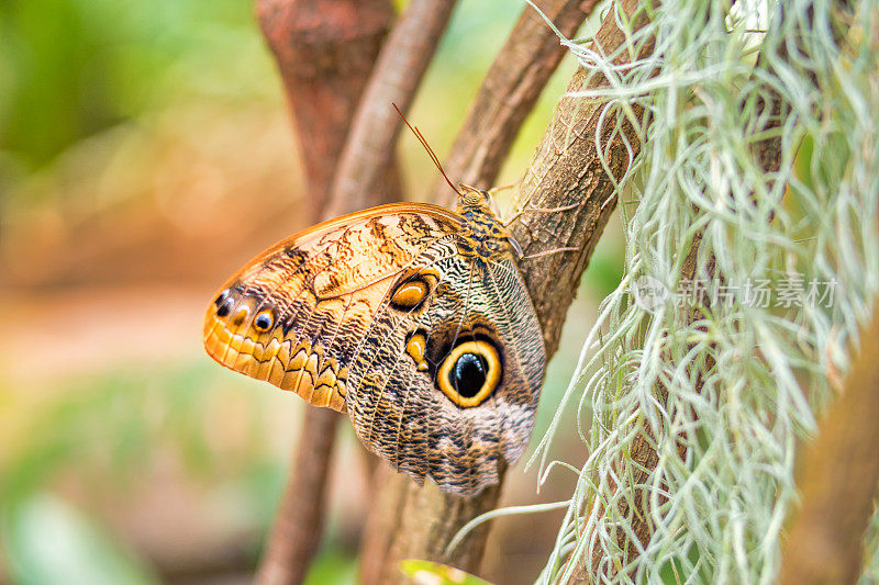 巨型猫头鹰蝴蝶Caligo Illioneus